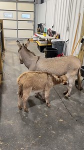 773K views · 43K reactions | I was expecting more romping藍𢡊 | Katie Van Slyke | Facebook