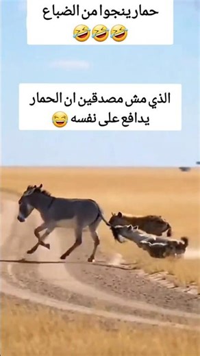 حمار يتجاوز الضباع وينفذ بجلـــدة 😂 #funny #abu_qais24 #shorts