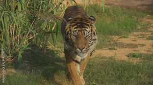 Tiger walking straight to camera in national park.
