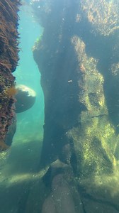 Here’s a little taste of the action at the Seward sea life center today 🦭 ￼You have no idea what it took for me to hold my breath that long to get this video 🤿🤣🫣￼ | Alaska Outdoors Television