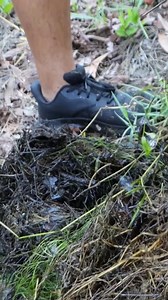 5K views · 286 reactions | Catching WILD GOLDEN DOJO LOACH from one of the abandoned ponds! Checkout the rest of the video on my page and don't forget to like, follow and send a star! #aquarium #aquariumhobby #fishing #fishtank | Rob’s Aquatics | Facebook