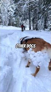 This Fur Trick Keeps Snow Dogs Ice-Free All Winter 🐕❄️ #petfacts #husky