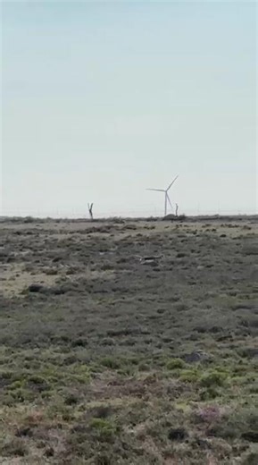 Beautiful Springbok Hunt | Nick Bowker Hunting Safaris