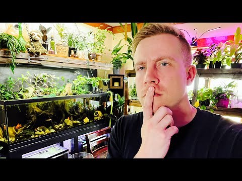 Aquarium Fish Swimming Sideways? Upside Down?