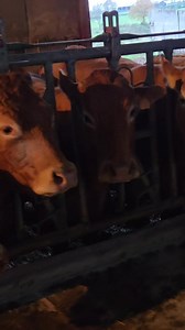 102K views · 4.9K reactions | C est quoi un cornadis ??? Truc de torture pour les vaches... NON ... | Sylvie Berthon Lherault | Facebook