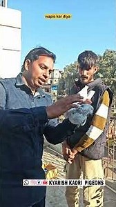 subah wala kabutar wapis kar diya #pigeon #raisenpigeons #bird