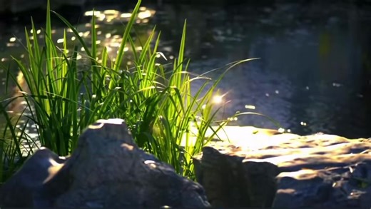 Exploring the Beauty of Riverside Environments