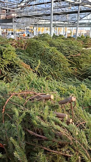 16 reactions | With perfect weekend weather, it’s the ideal time to get those outdoor pots ready. Both locations are fully stocked with spruce tips, decorative branches, and all the festive goodies.  #ottenbros #winterpots #sprucetipseason #holidaydecor #shoplocal #wintervibes | Otten Bros. Garden Center & Landscaping | Facebook