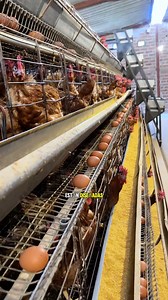 🐔✨ Jaula para gallinas ponedoras Diseñada para una postura eficiente y manejo práctico desde el primer día 🔹 Incluye sistema de agua integrado con niples 🔹 Comederos de plástico resistentes y fáciles de limpiar 🔹 Base inclinada para facilitar la recolección del huevo sin daño 🔹 Estructura sólida y funcional, pensada para pequeños y medianos productores 📌 Fabricamos nuestras jaulas y también vendemos cada componente por separado, según lo que tu granja necesite. ----------------------------