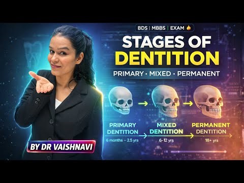Stages of Dentition in Humans Explained | Primary, Mixed & Permanent Dentition – Dental Anatomy