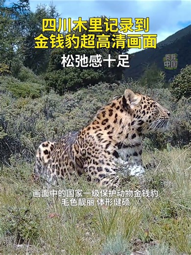 十足的松弛感：中国四川木里一台4k超高清红外相机记录到的野生金钱豹