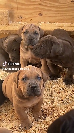 6 Week Old South African Boerboel Puppies