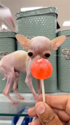 Pocket Dog Miu 🐾 🐶