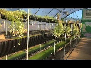 Biogarden for organic duckweed production; varieties for human consumption, fish or livestock feed