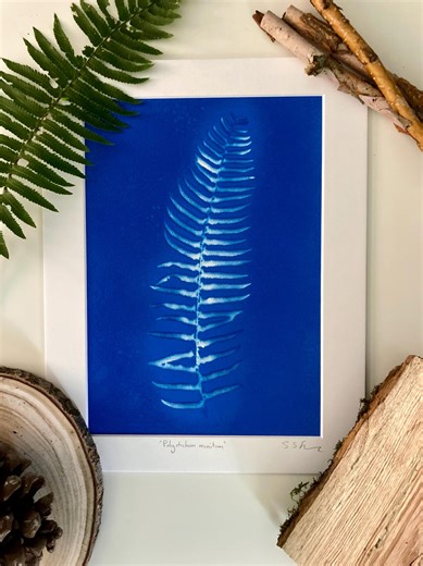 Western sword fern 'Polystichum munitum' specimen. Mounted original spray print 11 x 14 inches