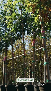 What is an Overcup Oak Tree?