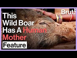 Wild Boar Finds Its Way Back To Human Mother