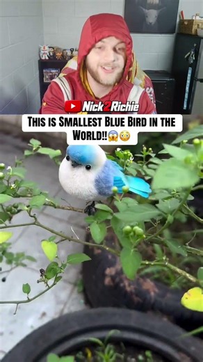 The Smallest Blue Bird I've Ever Seen!! 💙 #animals #wildlife #shorts