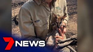Wildlife specialists have been allowed access into the fire affected areas at Binna Burra to check on wildlife and rescue any animals that might be injured. Today they rescued one little joey whose feet were burnt. “We’ve just found a little wallaby joey… she’ll be transported straight over to the RSPCA Wildlife Hospital at Wacol” – Karen Scott, President of Wildcare. More: 7news.link/irYmqZ #7NEWS | 7NEWS Gold Coast