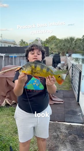 Peacock bass inhales rattletrap down in south florida #fishing #miami #floridabass #peacockbass