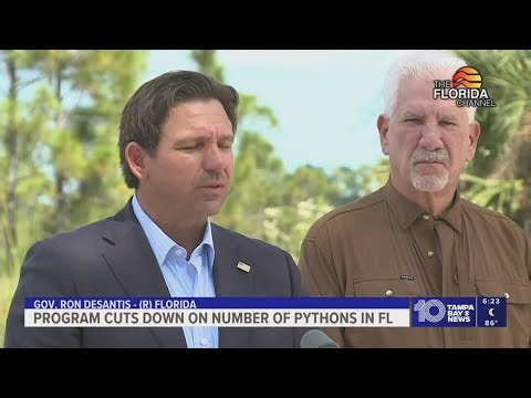 A state program cuts down population of invasive pythons in Florida