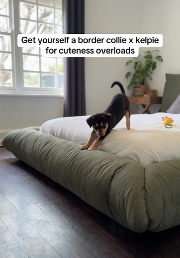 Cuteness Overload: Border Collie and Kelpie Puppy