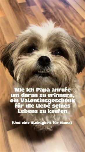 #valentinstag #bolonkazwetna #hundeliebe