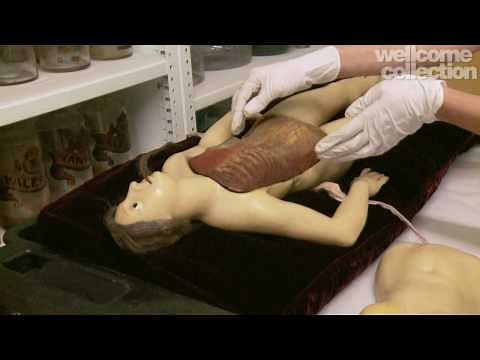 Exquisite Bodies: historical anatomy models