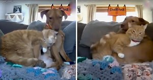 Dog Is Anxious When Family Goes Away, Pet Cam Shows Cat Comforting Him