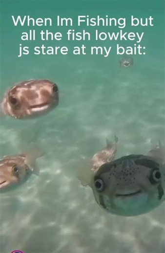 Fish meme...💀💀💀