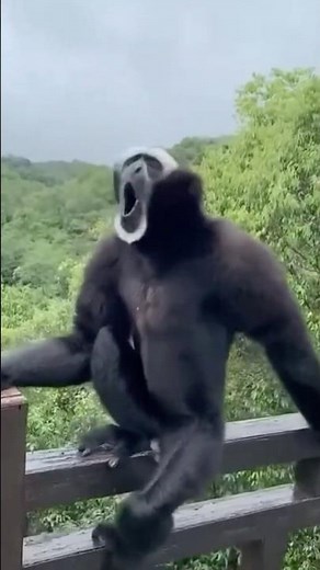 These Monkey Sounds Are NOT Normal!