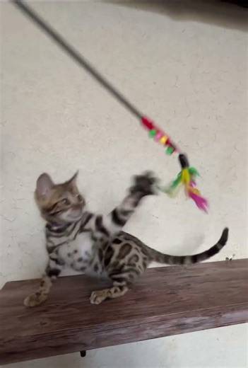 Barni Bengal Black Spotted Female