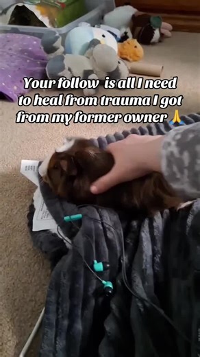 Overstimulated? I've never seen a guinea pig do this before. 2 seconds ago he was enjoying some pets. Now all of a sudden he's freaking out. At the end, that's his