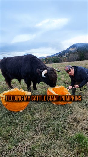 Feeding My Shaggy Cattle Giant Pumpkins #pumpkin #cattle #farmanimals #fblifestyle | Gold Shaw Farm