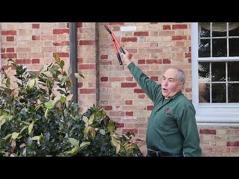 Pruning a English holly in the spring, cutting back a giant holly shrub