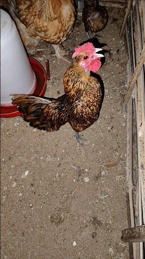 Golden Sebright Bantam Farming