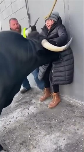 😲Bull Hitting a Girl😲 #shorts