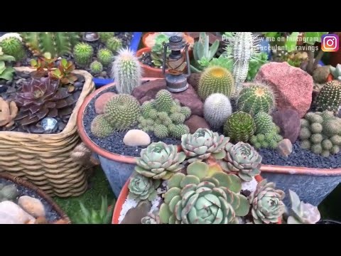 Some of My Succulents and Cacti Arrangements