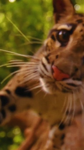 Hi#animals #cheetah