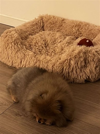 Nothing beats the heated floor apparently 🥲 #pomeranian #funnydog #わんこ #pomeranianlovers #pomeranianlife