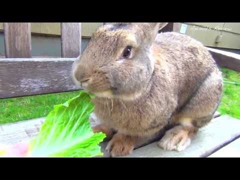 Bunny Rabbit Eats Lettuce