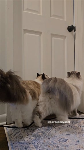 They take "no closed doors" to the next level and just open it themselves if I don't fully shut it😂 | Eevee and Yoshi, Ragdoll cats