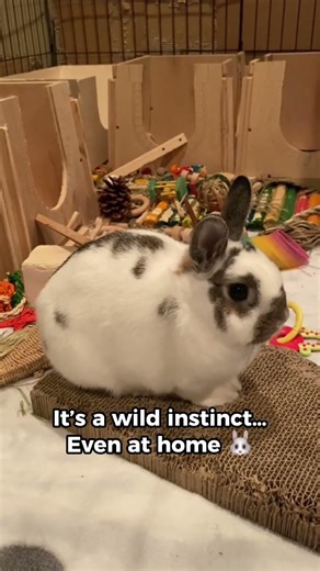 This Rabbit Sound Is a Warning 🐰