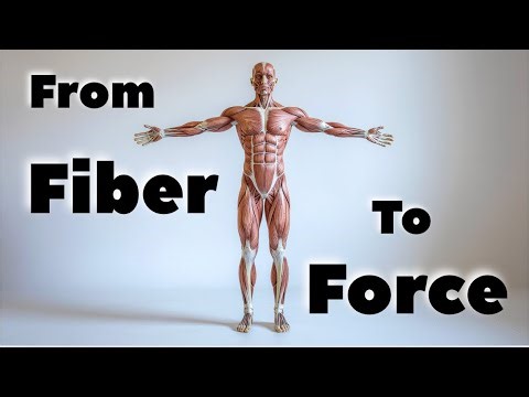 Muscle Physiology: From Structure to Function