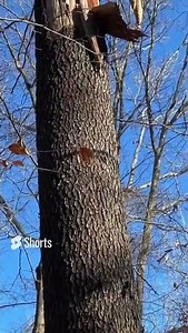 Black Cherry Tree Identification