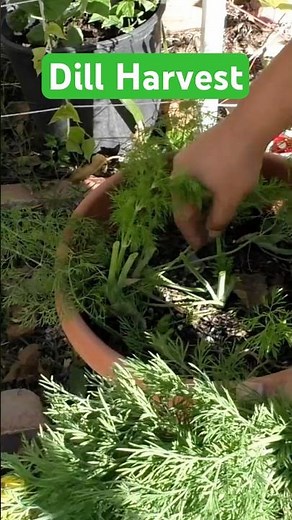 Growing and Harvesting Dill Leaves from Your Garden!