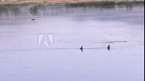 Two ruddy ducks swim slowly while the male duck displays mating behavior to the female.