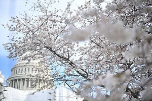 Projected peak bloom dates announced for DC’s cherry blossoms - WTOP News