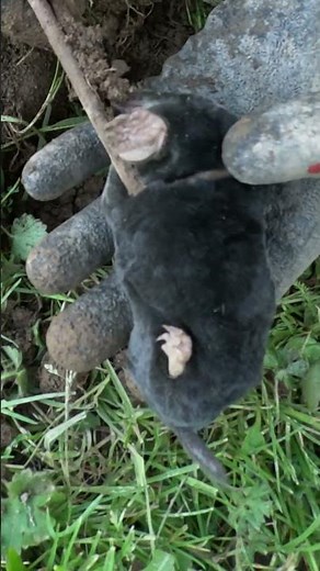 Checking Mole Traps: Live Demonstration and Results! 🪤🌾