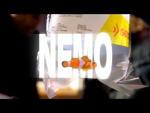 Djunis - Findet Nemo